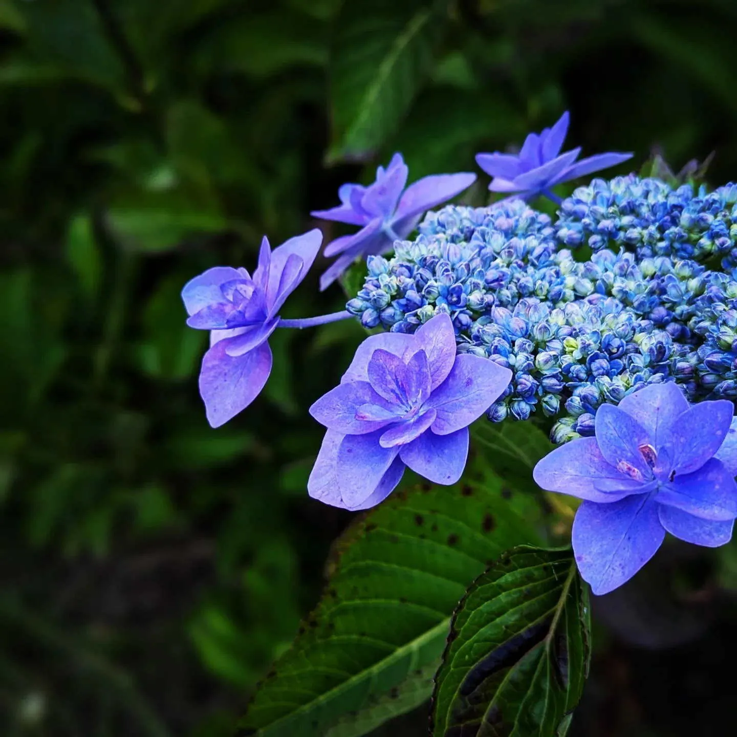 紫陽花イメージ2